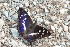 <p>BATOLEC DUHOVÝ (Apatura iris) Slovensko - Volovské vrchy ---- /Purple emperor - Großer Schillerfalter/</p>