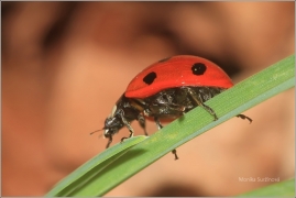 <p>LUNÉČKO SEDMITEČNÉ (Coccinella septempunctata) ---- /Seven-spotted ladybug - Siebenpunkt-Marienkäfer/</p>