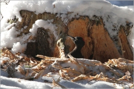 <p>DATEL ČERNÝ (Dryocopus martius) Harta</p>