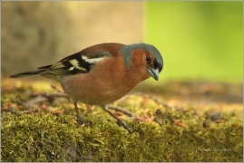 <p>PĚNKAVA OBECNÁ - sameček (Fringilla coelebs) ---- /Chaffinch - Buchfink/</p>