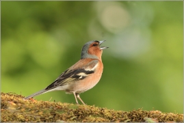 <p>PĚNKAVA OBECNÁ - sameček (Fringilla coelebs) ---- /Chaffinch - Buchfink/</p>