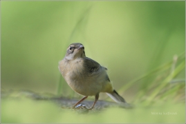 <p>KONIPAS HORSKÝ (Motacilla cinerea) /Grey wagtail - Gebürgsstelze/</p>