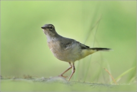 <p>KONIPAS HORSKÝ (Motacilla cinerea) /Grey wagtail - Gebürgsstelze/</p>