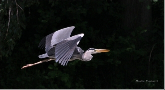 <p>VOLAVKA POPELAVÁ (Ardea cinerea) ---- /Grey heron - Graureiher/</p>