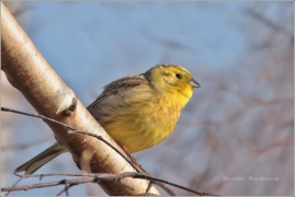 <p>STRNAD OBECNÝ (Emberiza citrinella) ----- /Yellowhammer – Goldammer/</p>