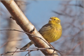 <p>STRNAD OBECNÝ (Emberiza citrinella) ----- /Yellowhammer – Goldammer/</p>