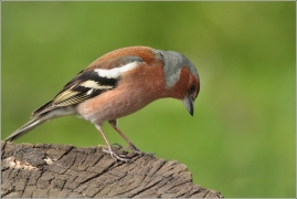 <p>PĚNKAVA OBECNÁ - sameček (Fringilla coelebs) ---- /Chaffinch - Buchfink/</p>
