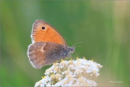 <p>OKÁČ POHÁŇKOVÝ (Coenonympha pamphilus) ---- /Small heath - Kleines Wiesenvögelchen/</p>