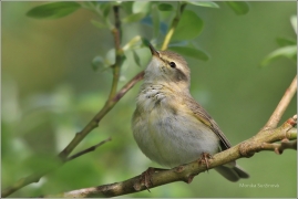 <p>BUDNÍČEK VĚTŠÍ (Phylloscopus trochilus)</p>