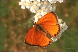 <p>OHNIVÁČEK CELÍKOVÝ sameček (Lycaena virgaureae)</p>