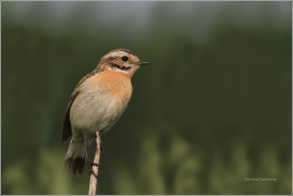 <p>BRAMBORNÍČEK HNĚDÝ (Saxicola rubetra) ----- /Whinchat – Braunkehlchen/</p>