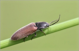 <p>KOVAŘÍK ČERNÝ (Hemicrepidius niger var. scrutator) Jiříkov</p>