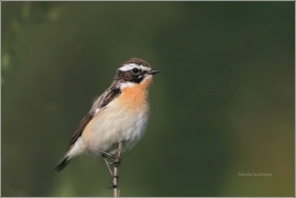 <p>BRAMBORNÍČEK HNĚDÝ (Saxicola rubetra) ----- /Whinchat – Braunkehlchen/</p>