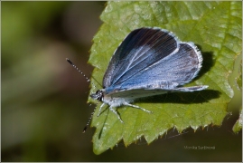 <p>MODRÁSEK KRUŠINOVÝ (Celastrina argiolus)</p>