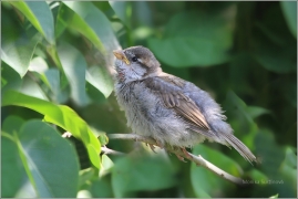 <p>VRABEC DOMÁCÍ - mládě (Passer domesticus) Varnsdorf</p>