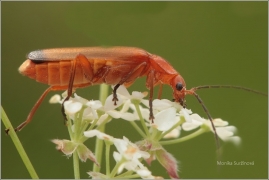 <p>PÁTEŘÍČEK ŽLUTÝ (Rhagonycha fulva) ---- /Common red soldier beetle - Roter Weichkäfer/</p>