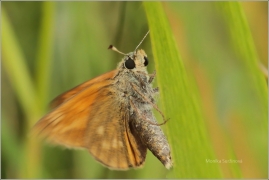 <p>OUMRAČNÍK REZAVÝ (Ochlodes sylvanus) Šluknovako-Valdek ---- /Large skipper - Rostfarbiger Dickkopffalter/</p>