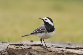 <p>KONIPAS BÍLÝ (Motacilla alba) /White wagtail - Bachstelze/</p>