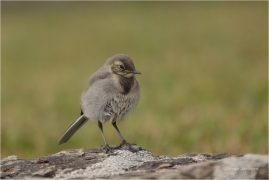 <p>KONIPAS BÍLÝ (Motacilla alba) /White wagtail - Bachstelze/</p>