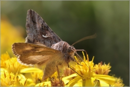 <p>KOVOLESKLEC GAMA (Autographa gamma) (Jiříkov)</p>