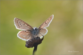 <p>MODRÁSEK JEHLICOVÝ - sameček (Polyommatus icarus) - Šluknovsko, Jiříkov --- /Common blue butterfly - Hauhechel-Bläuling/</p>