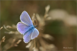<p>MODRÁSEK JEHLICOVÝ - sameček (Polyommatus icarus) - Šluknovsko, Jiříkov --- /Common blue butterfly - Hauhechel-Bläuling/</p>