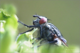 <p>MASAŘKA OBECNÁ (Sarcophaga carnaria) ---- /Common flesh fly - Graue Fleischfliege/</p>