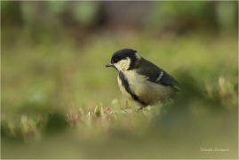<p>SÝKORA KOŇADRA (Parus major) ------- /Great tit - Kohlmeise/</p>