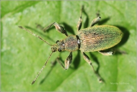 <p>NOSATEC (Polydrusus sp.)</p>