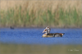 <p>USICE NILSKÁ (Alopochen aegyptiaca) Varnsdorf ---- /Egyptian goose - Nilgans/</p>