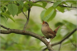 <p>STŘÍZLÍK OBECNÝ (Troglodytes troglodytes)</p>