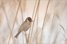 <p>STRNAD RÁKOSNÍ (Emberiza schoeniclus) ----- /Common reed bunting – Rohrammer/</p>