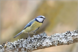 <p>SÝKORA MODŘINKA (Cyanistes caeruleus) /Eurasian blue tit - Blaumeise/</p>