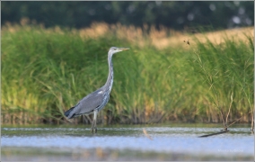 <p>VOLAVKA POPELAVÁ (Ardea cinerea) ---- /Grey heron - Graureiher/</p>