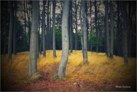 <p>Šluknovsko - Království</p>