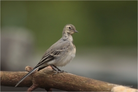 <p>KONIPAS BÍLÝ (Motacilla alba) /White wagtail - Bachstelze/</p>