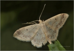 <p>ŽLUTOKŘÍDLEC ČTVEROTEČNÝ (Idaea biselata) (Mikulášovice)</p>
