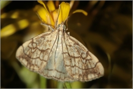 <p>ZAVÍJEČ (Evergestis pallidata) - Mikulášovice</p>