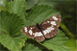 <p>BĚLOPÁSEK TAVOLNÍKOVÝ (Neptis rivularis) Slovenský ráj ---- /Hungarian glider - Schwarzer Trauerfalter/</p>