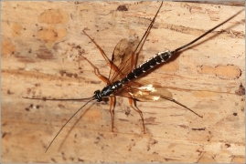 <p>LUMEK VELKÝ (Rhyssa persuasoria) (Jiříkov)</p>