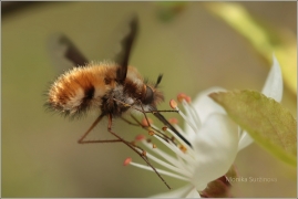 <p>DLOUHOSOSKA VELKÁ (Bombylius major) (Jiříkov)</p>