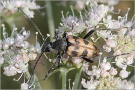 <p>TESAŘÍK TESAŘÍKOVITÝ (Judolia cerambyciformis) (Jiříkov)</p>