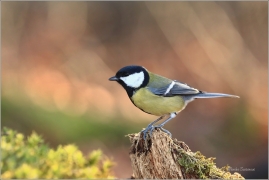 <p>SÝKORA KOŇADRA (Parus major) ------- /Great tit - Kohlmeise/</p>