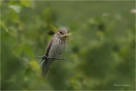 <p>LEJSEK ŠEDÝ (Muscicapa striata) Slovensko - Volovské vrchy - Hnilčík ---- /Grauschnäpper - Spotted flycatcher/</p>