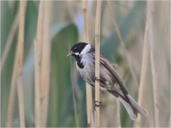 <p>STRNAD RÁKOSNÍ (Emberiza schoeniclus) ----- /Common reed bunting – Rohrammer/</p>