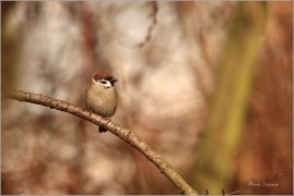 <p>VRABEC POLNÍ (Passer montanus) /Eurasian tree sparrow -Feldsperling/</p>