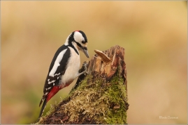 <p>STRAKAPOUD VELKÝ (Dendrocopos major) - /Great spotted woodpecker – Buntspecht/
</p>