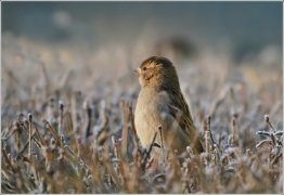 <p>VRABEC DOMÁCÍ (Passer domesticus) /House sparrow – Hausperling/</p>