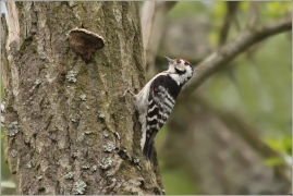<p>STRAKAPOUD MALÝ (Dendrocopos minor) sameček - Jiříkov</p>