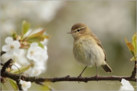 <p>BUDNÍČEK MENŠÍ (Phylloscopus collybita)</p>